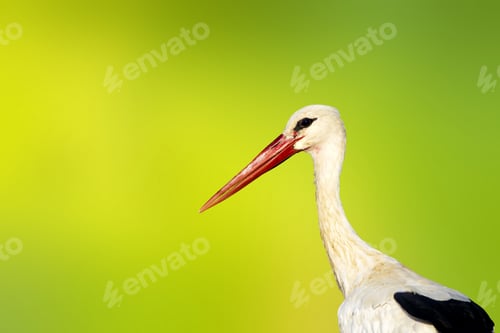 Preview: Cute Stork. Isolated Bird. Green Nature Background. Bird: White Stork. Ciconia Ciconia.