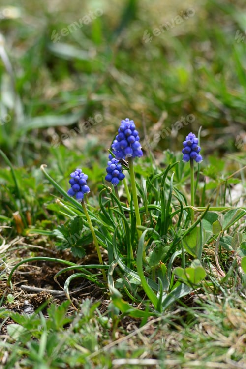 Preview: Muscari Armeniacum ‘Cantab’ (Grape Hyacinth 'Cantab')