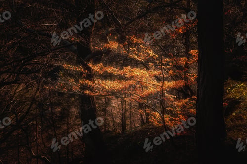 Preview: Autumn In The Forest