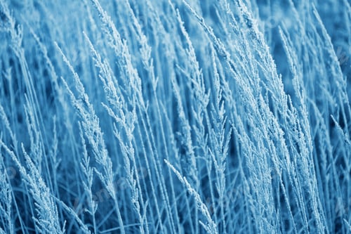 Preview: Blurred Frozen Grass. Winter Abstract Background. Landscape.
