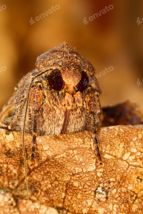 Preview: Portrait Head Of Clothes Moth. Macro Photography. Natural Yellow Background.