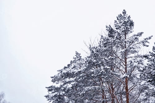 Preview: Frozen Winter Forest With Snow Covered Trees.