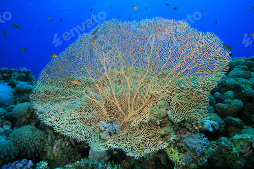 Preview: Giant Sea Fan Coral (Annella Mollis)
