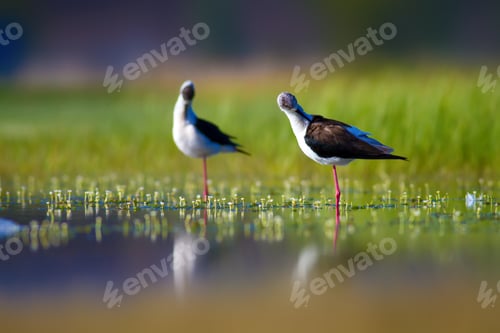 Preview: Romantic Birds. Blue Green Nature Background Black Winged Stilt