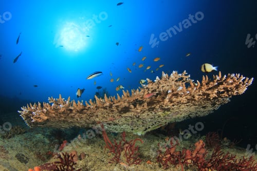 Preview: Underwater Coral Reef