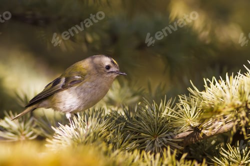 Preview: Cute Forest Bird. Goldcrest / Regulus Regulus