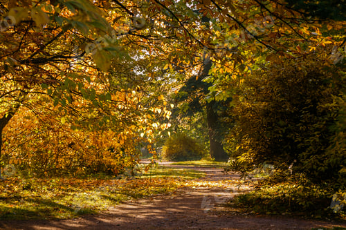 Preview: Scenic Scene In The Autumn Park. Yellow Foliage Of Trees In Autumn. Yellow And Red In The Garden.