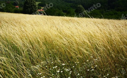 Preview: Meadow High Yellow Grass