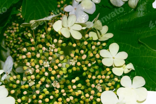 Preview: Blossoming Branch Viburnum. Bright Colorful Spring Flowers. Beautiful Nature Scene