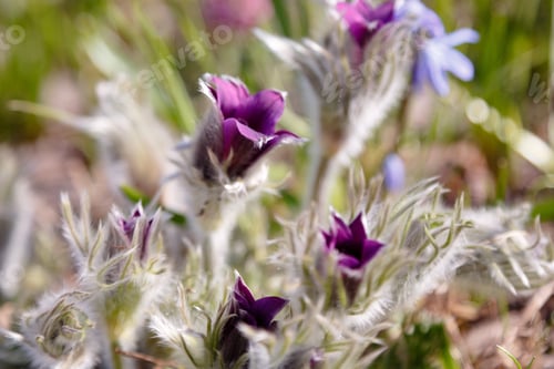 Preview: Pulsatilla Patens Common Names Include Eastern Pasqueflower, Prairie Crocus, And Cutleaf Anemone In