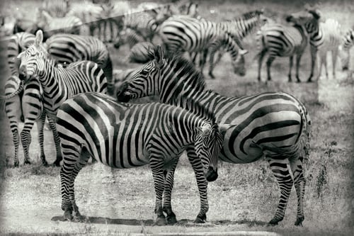 Preview: Vintage Style Black And White Image Of Zebras In The Ngorongoro Crater, Tanzania