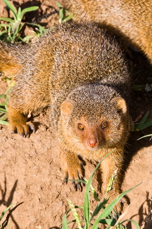 Preview: Common Dwarf Mongoose (Helogale Parvula) In Serengeti National Park, Tanzania