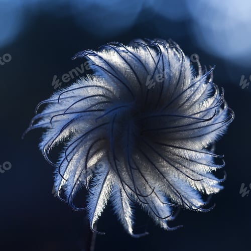 Preview: Blue Flower