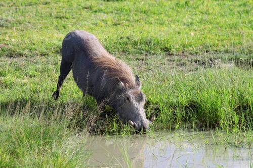 Preview: Warthog (Phacohoerus Aethiopicus) Ngorongoro Crater, Tanzania