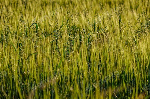 Preview: Endless Fields Of Crop Ready For Harvest In Countryside. Sunny Summer Evening
