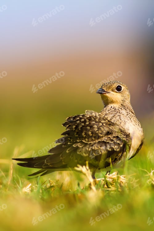 Preview: Cute Bird. Nature Background Collared Pratincole / Glareola Pratincola
