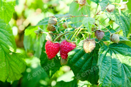 Preview: Lots Of Red Ripe Raspberries On Bush. Close Up Of Fresh Organic Berries With Green Leaves On