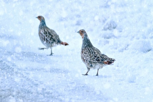 Preview: Winter Season And Birds. Falling Snow. Nature Background. Grey Partridge.
