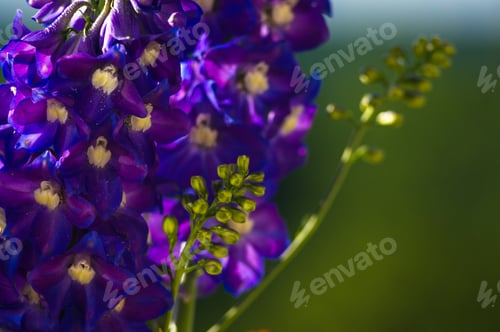 Preview: A Colorful Bouquet Of Bright Spring Flowers Of Various Types, Close-Up