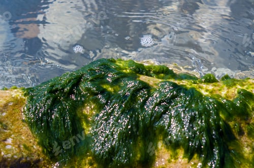 Preview: Stones With Green Algae In Clear Sea Water