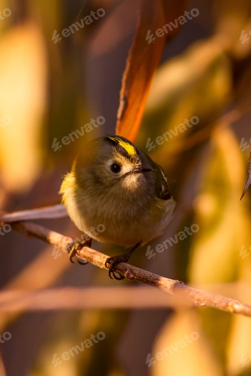 Preview: Cute Bird. Nature Background. Bird: Goldcrest. Regulus Regulus.