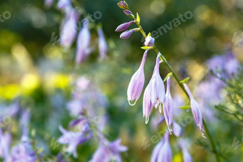 Preview: Blooming Hosta Flower In Summer Garden. Beautiful Purple Flowers Of Hosta Lancifolia On The