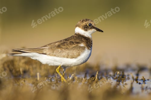Preview: Cute Little Bird. Yellow Brown Nature Background. Bird: Little Ringed Plover. Charadrius Dubius.