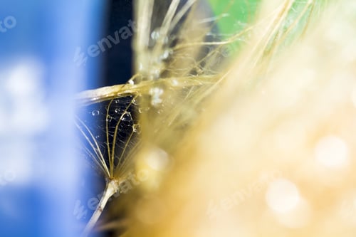 Preview: Dandelion Seeds With Water Drops On Colorful Background