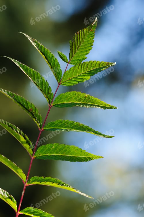 Preview: Young Plant Isolated On Blurry Background