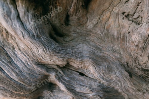 Preview: The Texture Of The Bark Of A Large Old Tree On A Sunny Day. Close-Up. Macro