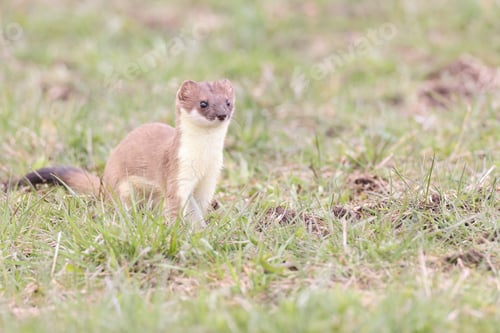 Preview: Stoat (Mustela Erminea) Swabian Alps