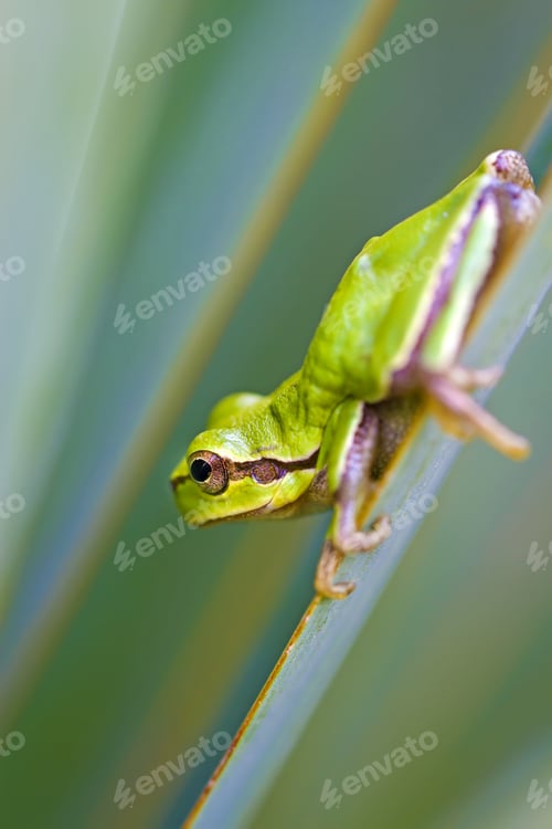Preview: Cute Tree Frog Green Nature Background
