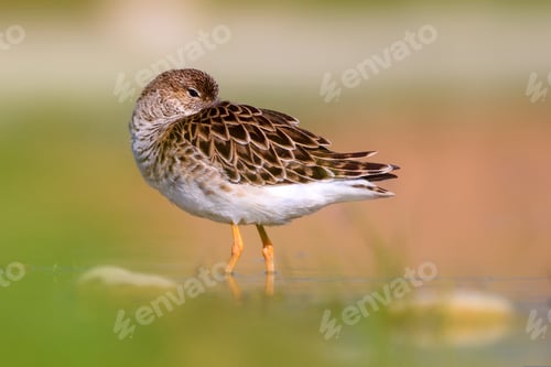 Preview: Cute Water Bird Is Sleeping. Natural Wetland Background. Common Water Bird: Ruff. Philomachus