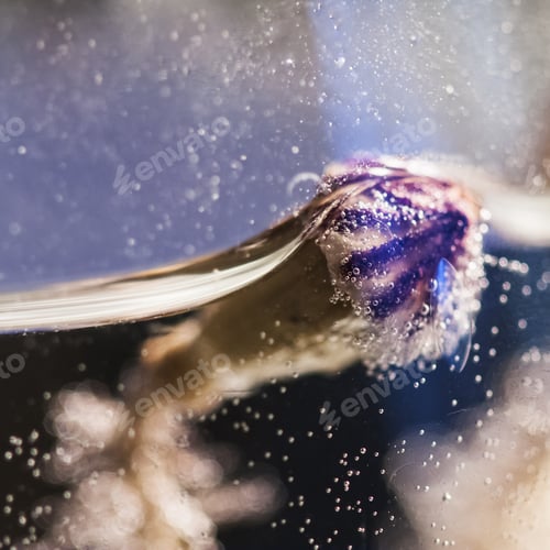 Preview: Abstract Composition With Poppy Seed, Water And Bubbles