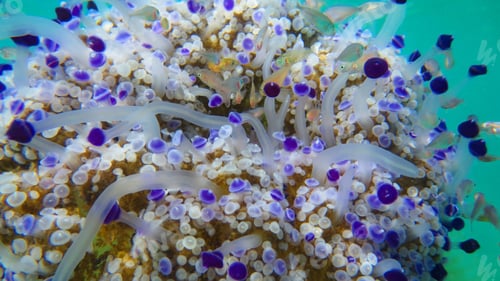 Preview: Underwater Photo Of Tropical Jellyfish With Turquoise And Sapphire Colours Surrounded By Small Fish