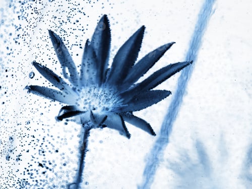 Preview: Abstract Underwater Composition With Dried Flower, Bubbles And Light
