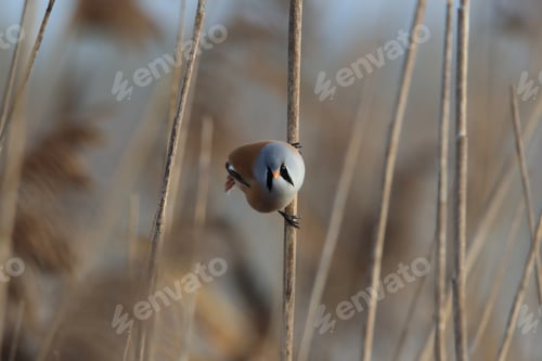 Preview: Bearded Reedling Or Bearded Tit (Panurus Biarmicus) Baden-Wuerttemberg, Germany