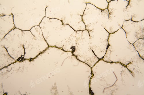 Preview: Microscopic View And Details Of Rotten Tulip Stem