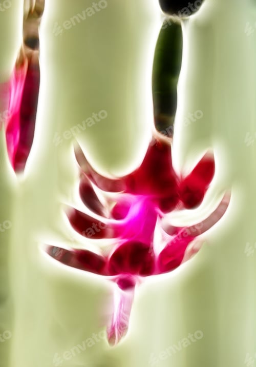 Preview: Christmas Cactus (Schlumbergera) In Bloom
