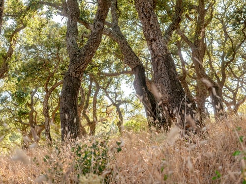Preview: Big Cork Oaks In The Andalusian Countryside. During Summer, "Parque De Los Alcornocales"
