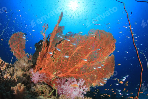 Preview: Underwater Coral Reef And Fish