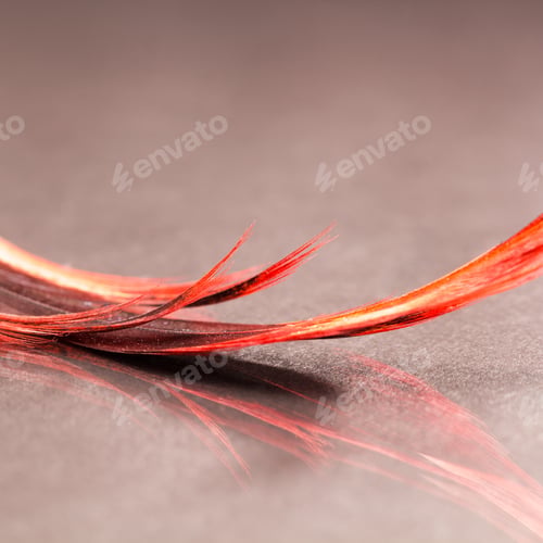 Preview: Colorful Rooster Feather With Details And Reflexions