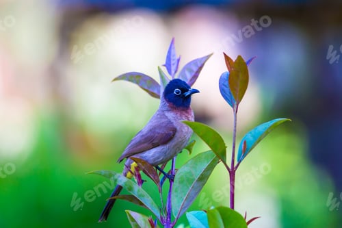 Preview: White Spectacled Bulbul. Green Nature Background. Pycnonotus Xanthopygos