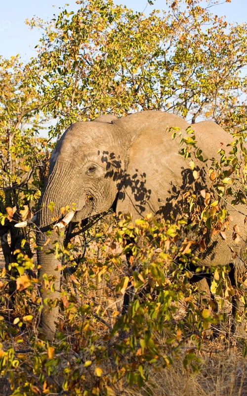 Preview: African Elephant In Kruger National Park, South Africa