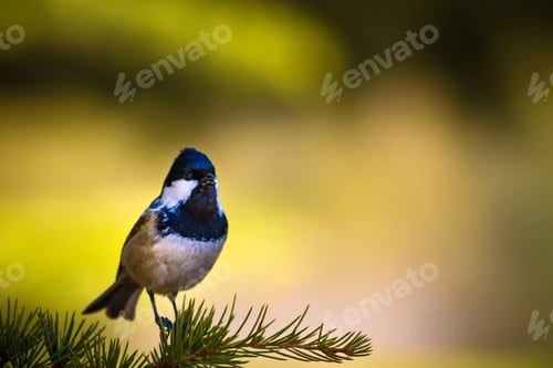 Preview: Forest And Cute Bird. Nature Background. Bird: Coal Tit. Periparus Ater.
