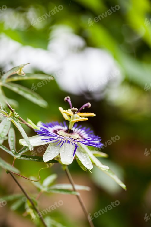 Preview: Passion Flower (Passiflora Incarnata) With Details