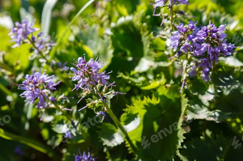 Preview: Synthyris Stellata In Spring Garden. Cultivation Of Unique And Rare Plants. Purple Flowers In The