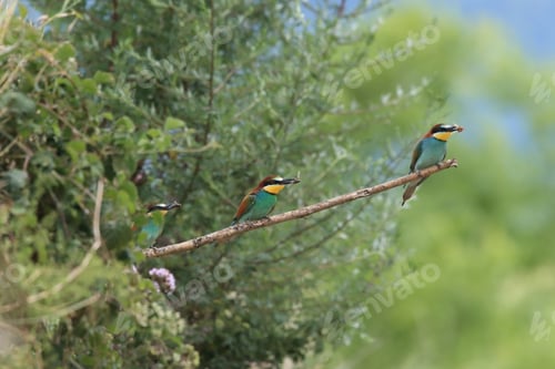 Preview: European Bee-Eater Baden Württemberg