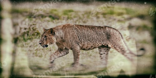 Preview: Vintage Style Image Of An African Lion In The Lake Nakuru National Park, Kenya