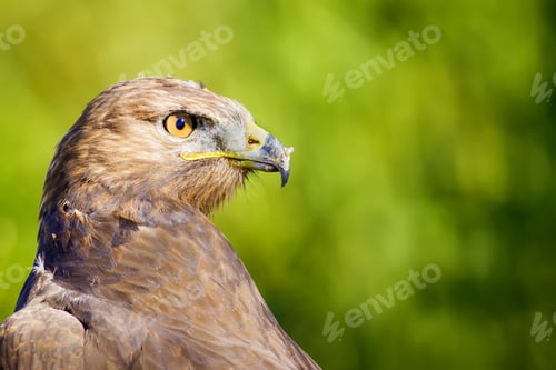 Preview: Bird Of Prey. Green Nature Background Long Legged Buzzard / Buteo Rufinus